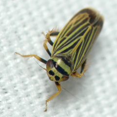 Amblysellus curtisii