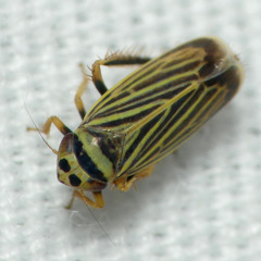 Amblysellus curtisii