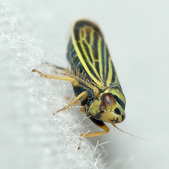 Amblysellus curtisii