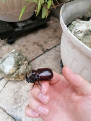 Oryctes nasicornis