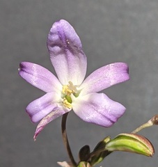 Brodiaea orcuttii