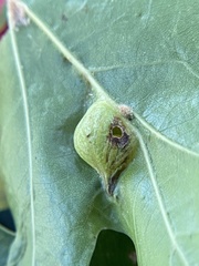 Dryocosmus quercusnotha