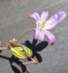 Brodiaea orcuttii