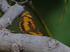 Byblia anvatara crameri
