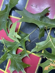 Dryocosmus quercusnotha