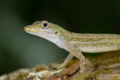 Anolis evermanni