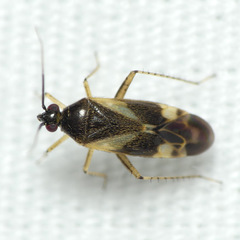 Plagiognathus obscurus