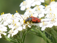 Anastrangalia laetifica