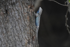 Sceloporus clarkii