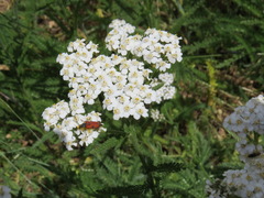 Anastrangalia laetifica