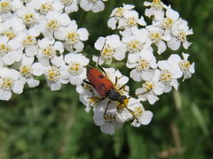 Anastrangalia laetifica