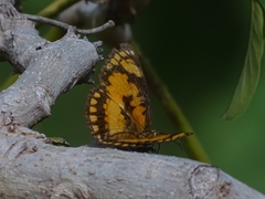 Byblia anvatara crameri