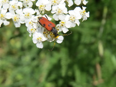 Anastrangalia laetifica