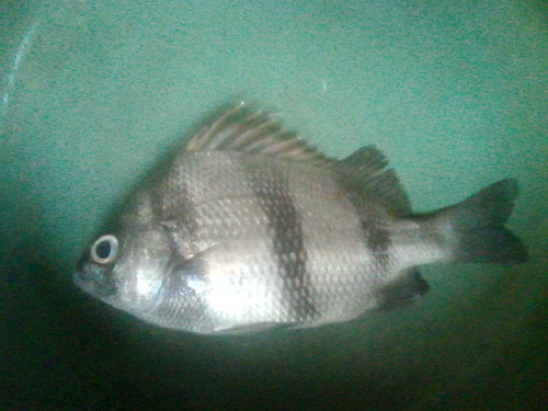 Blackbarred grunt (Genyatremus dovii) — Haemulidae — 5