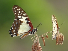 Graphium angolanus
