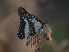 Graphium angolanus