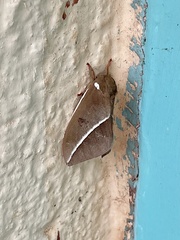 Automeris zephyria