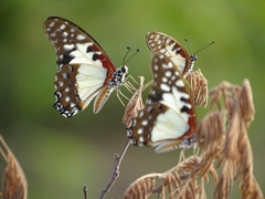 Graphium angolanus
