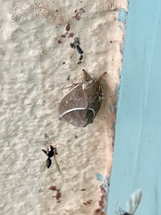 Automeris zephyria