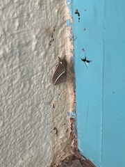 Automeris zephyria