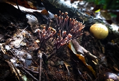 Thelephora anthocephala