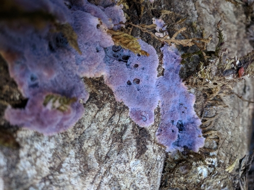 Purple Fuzz