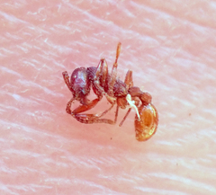 Neivamyrmex nigrescens