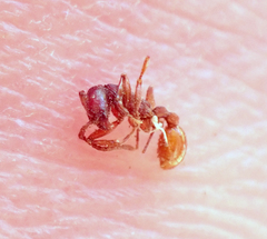 Neivamyrmex nigrescens