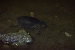 Kinosternon integrum