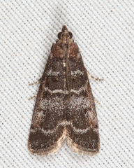 Ortholepis pasadamia