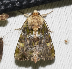Oligia chlorostigma