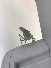 Philophyllia guttulata