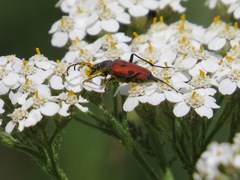 Anastrangalia laetifica