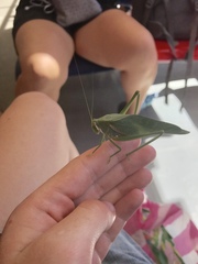 Philophyllia guttulata