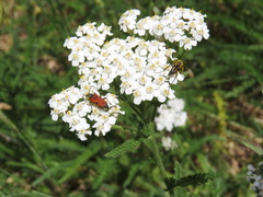 Anastrangalia laetifica