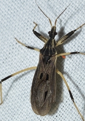 Oncocephalus acutangulus