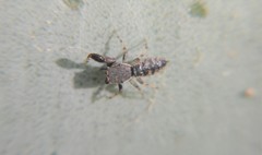 Cheliferoides segmentatus