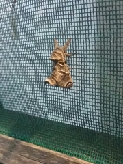 Inguromorpha arcifera