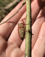 Edessa rufomarginata