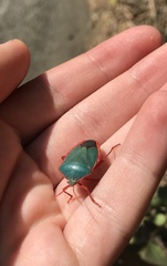 Edessa rufomarginata