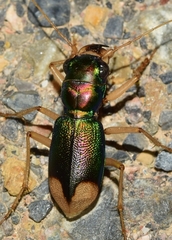Grammognatha euphratica