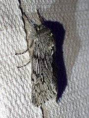 Brachionycha borealis