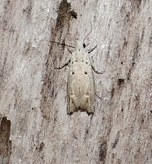 Epiblema separationis