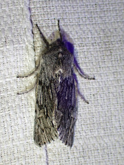 Brachionycha borealis