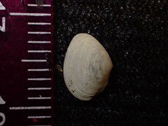 Cumingia californica