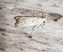 Epiblema separationis