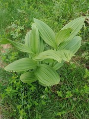 Veratrum lobelianum