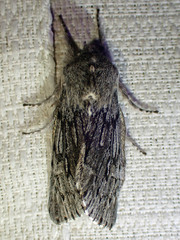 Brachionycha borealis