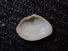 Cumingia californica