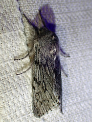 Brachionycha borealis